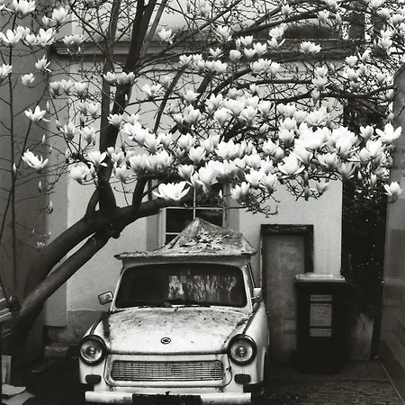 Apartment Zschachwitz - ruhige Lage, modern, gute Anbindung Apartment